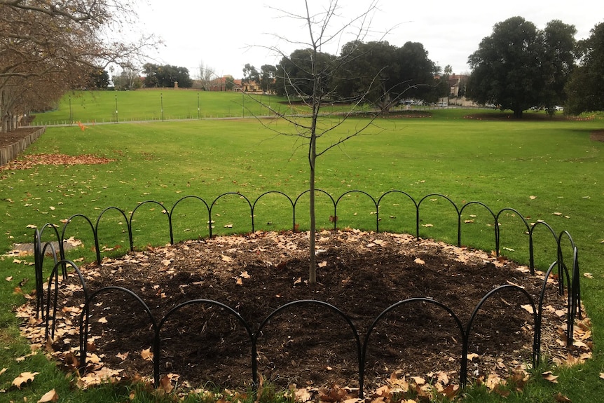Tree planted near Adelaide Oval as a permanent memorial to the late Phil Walsh