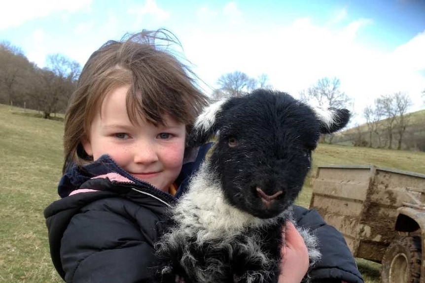 Young girl with Herdwick sheep