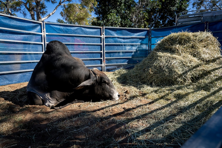 A bull with a big hump lies down on the ground next to a big pile of hay in a pen.
