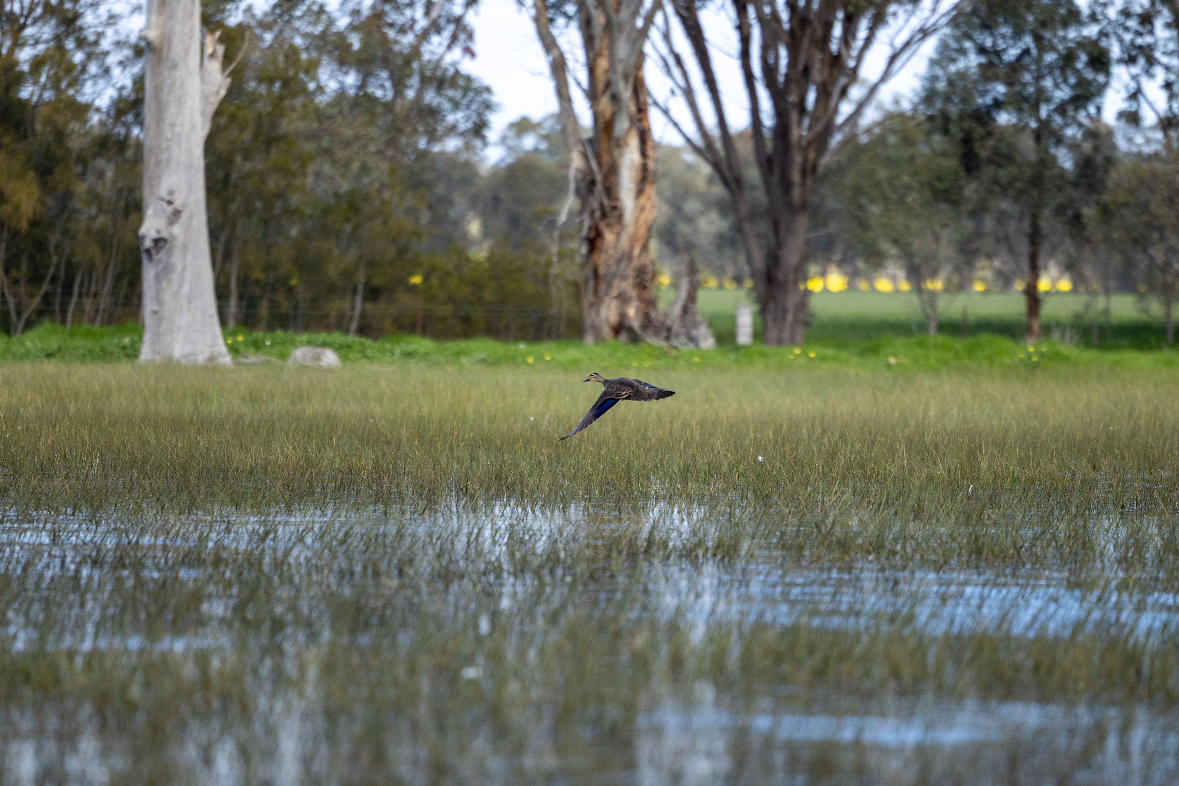 A duck flys over a wetland