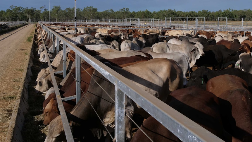 Cattle for export Townsville