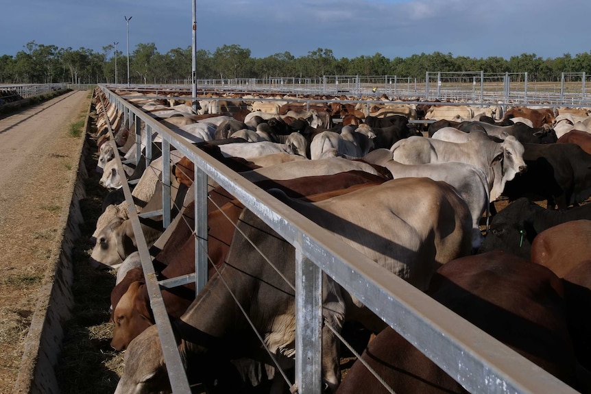 Cattle for export Townsville