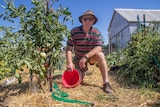 A man kneeling on straw in a vegetable patch holding an empty bucket