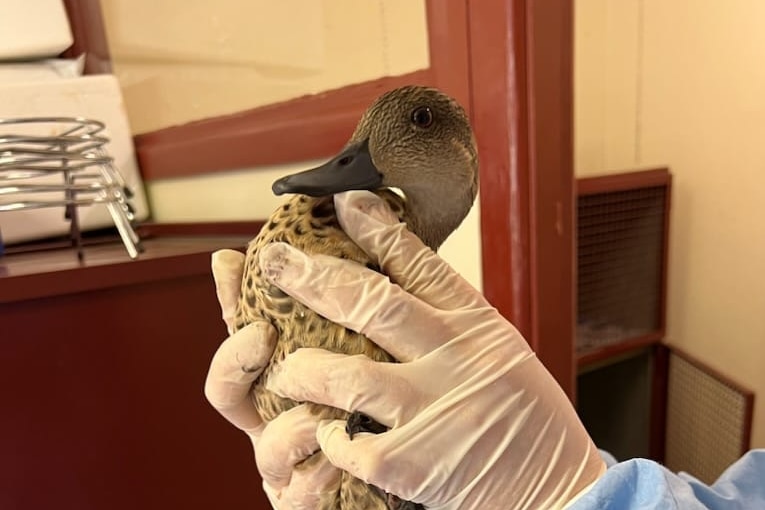 A brown duck is being held by the vet wearing gloves