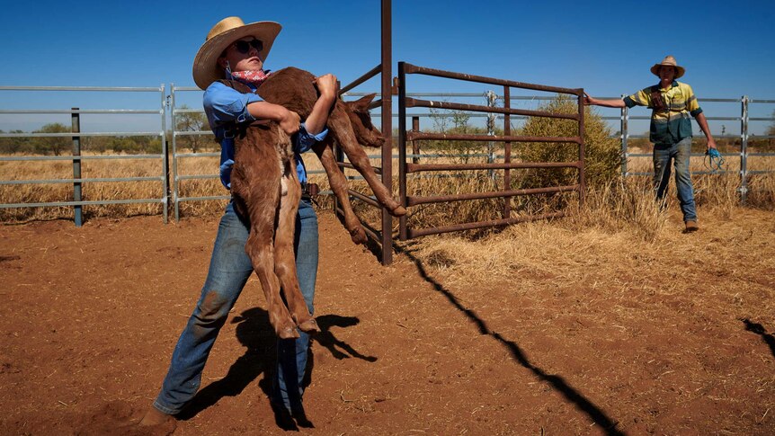 Gemma Somerset, 17, lifts a tired young calf that has been separated from its mother.