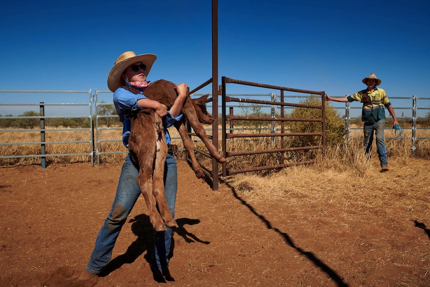 Gemma Somerset, 17, lifts a tired young calf that has been separated from its mother.