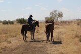 two men with horses mustering cattle