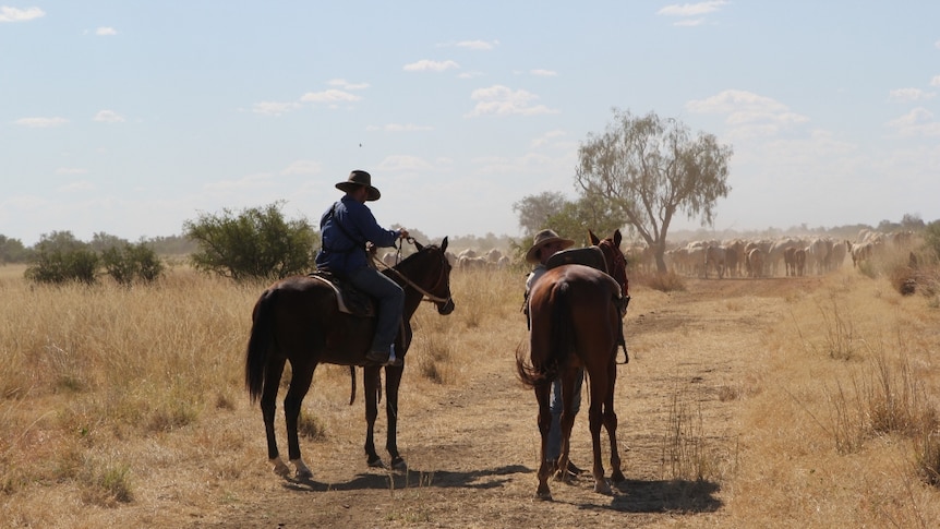 two men with horses mustering cattle.