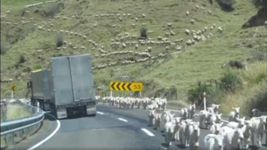 Sheep on New Zealand mountainside