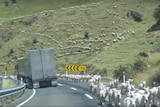 Sheep on New Zealand mountainside