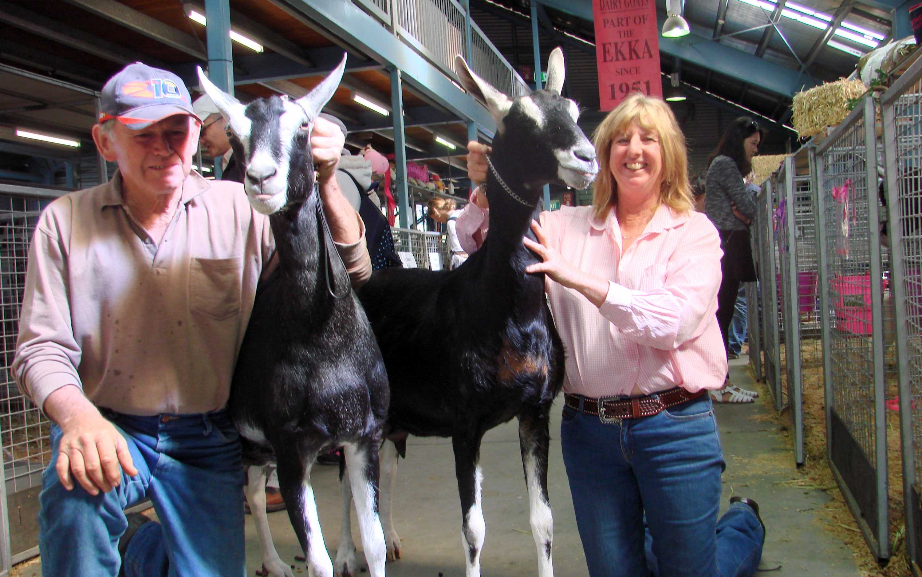 Dairy day at the Queensland Ekka puts goats and cows on show ABC News