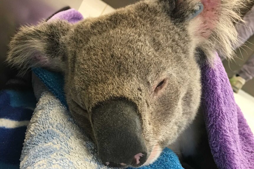 A drowsy koala on a purple towel.