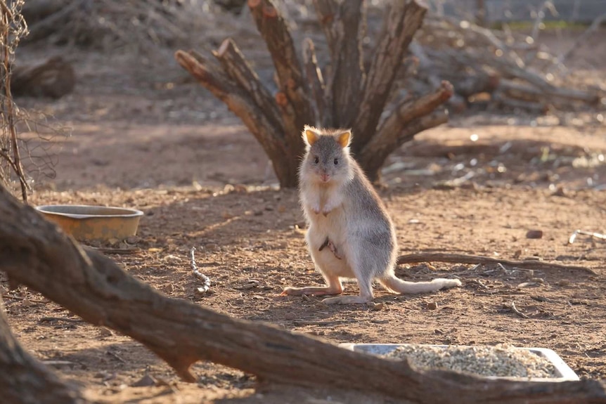 A grey and white bettong with its baby's legs sticking out of its pouch stands on brown dirt.