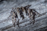 Jumping spider