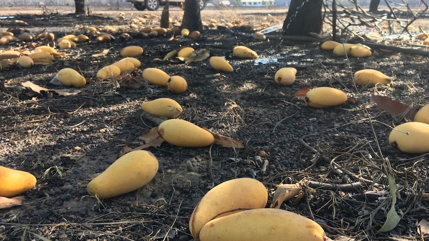yellow mangoes on the ground underneath trees.