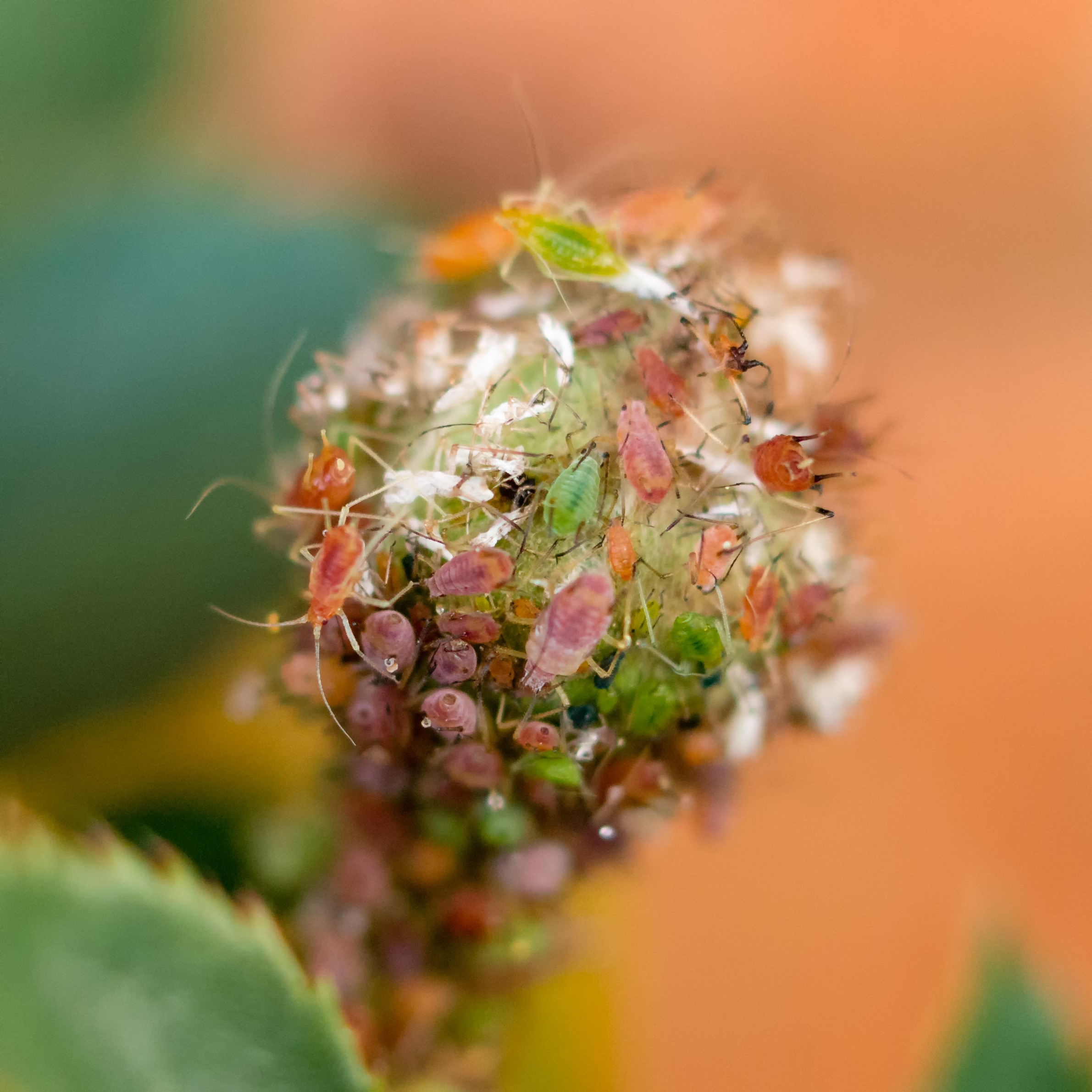 Image of aphids on a rose bud