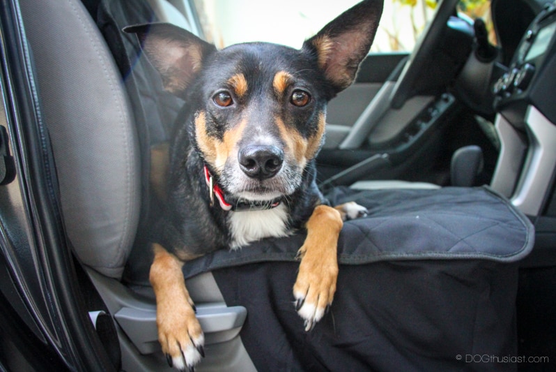 A kelpie lies outstretched on a car seat.