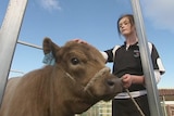 A student at the Jordan River School Farm near Hobart takes a cow through a gate.