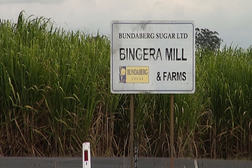 A faded, marked and peeling Bingera Mill & Farms sign stands in front of tall, green sugar cane