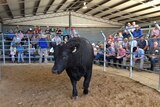 Angus bull in auction yard