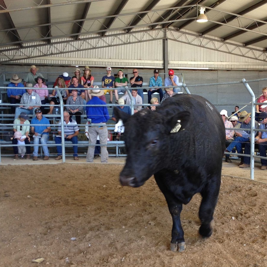 Angus bull in auction yard