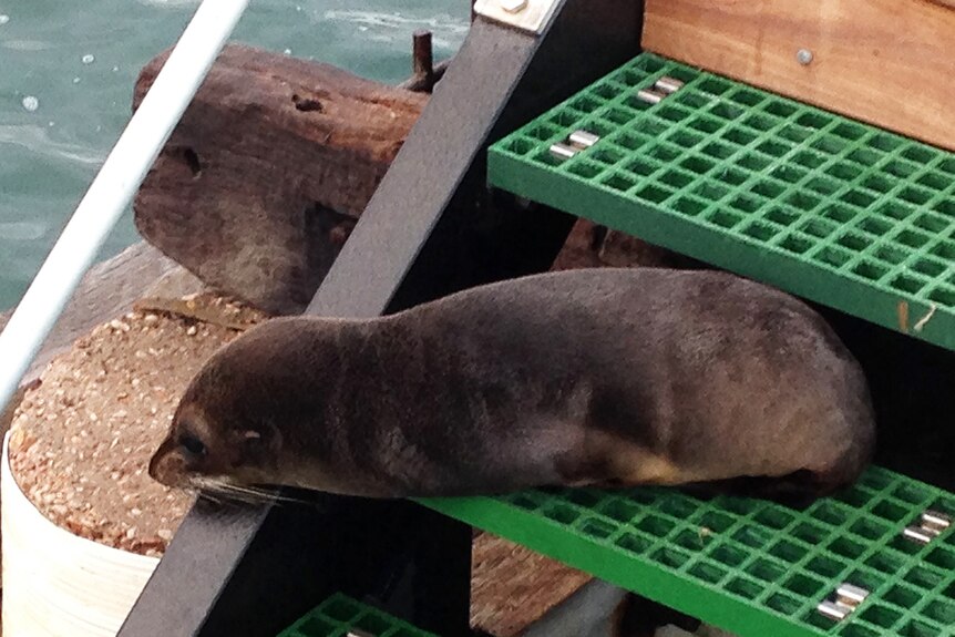 A young seal resides on a jetty