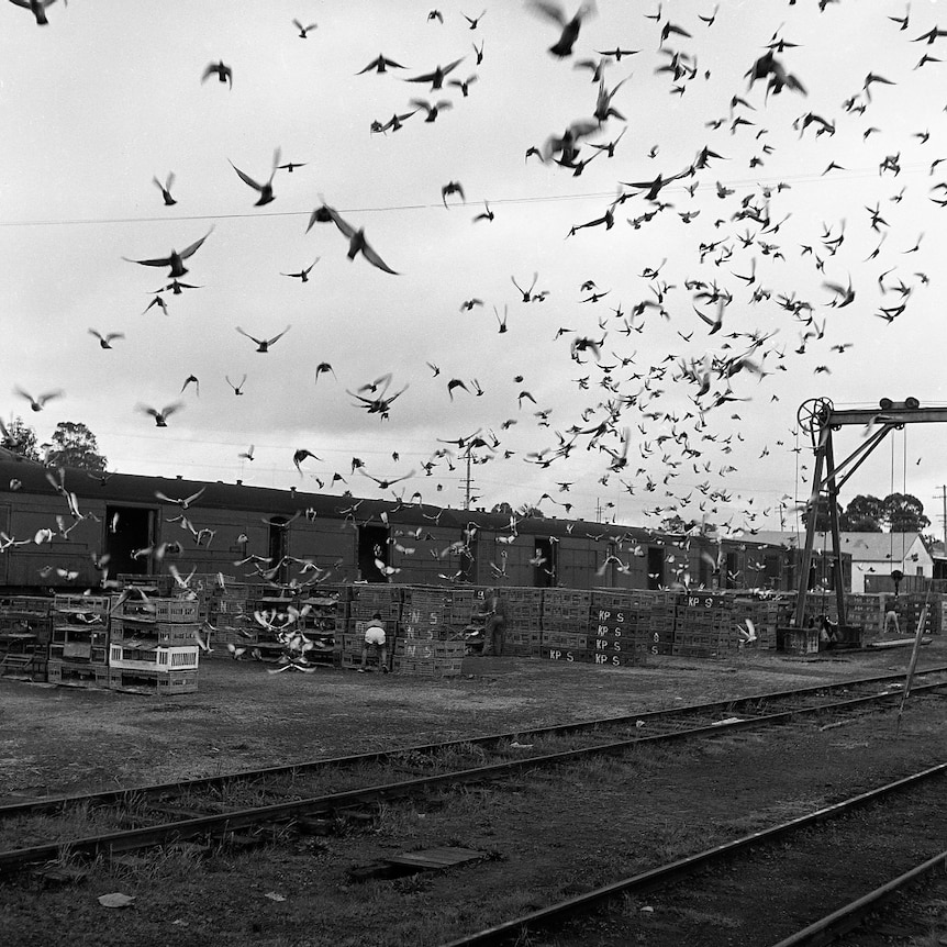 A black-and-white image shows a flock of pigeons flying over a rural train station.
