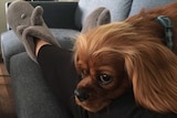 A dog sits on a person's leg. The person is wearing slippers.