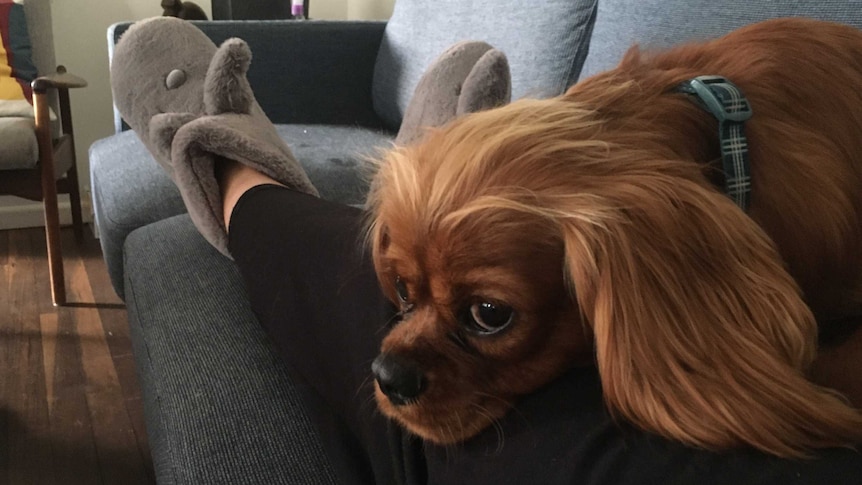 A dog sits on a person's leg. The person is wearing slippers.