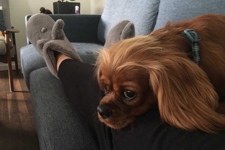 A dog sits on a person's leg. The person is wearing slippers.