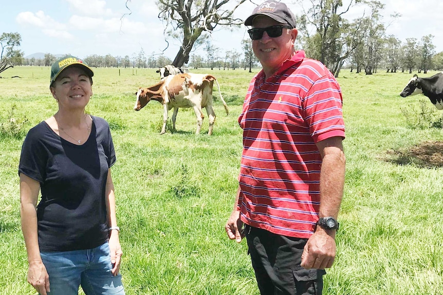 Red and white Holstein couple