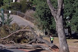 Police inspect fallen tree branch in Rosalind Park