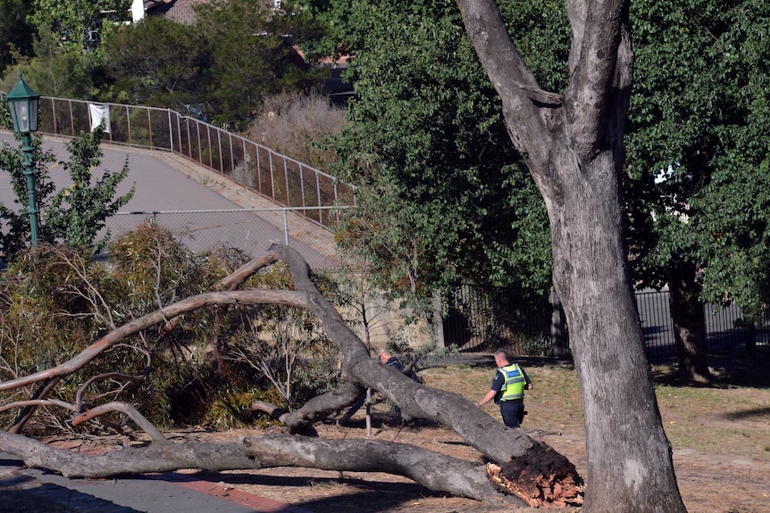Police inspect fallen tree branch in Rosalind Park