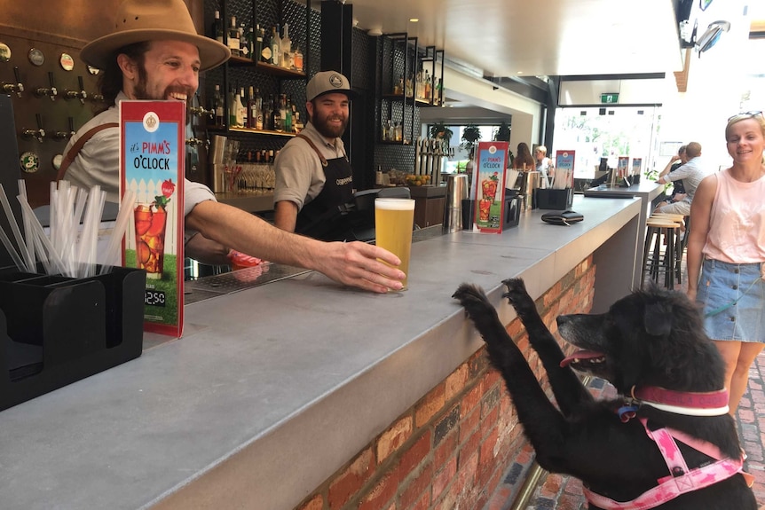 Leila the dog eager for her first dog friendly pint at the Osbourne Hotel in Fortitude Valley.