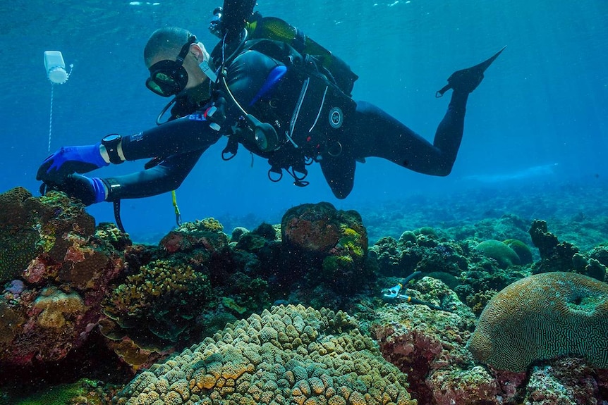 A man in scuba gear touching coral