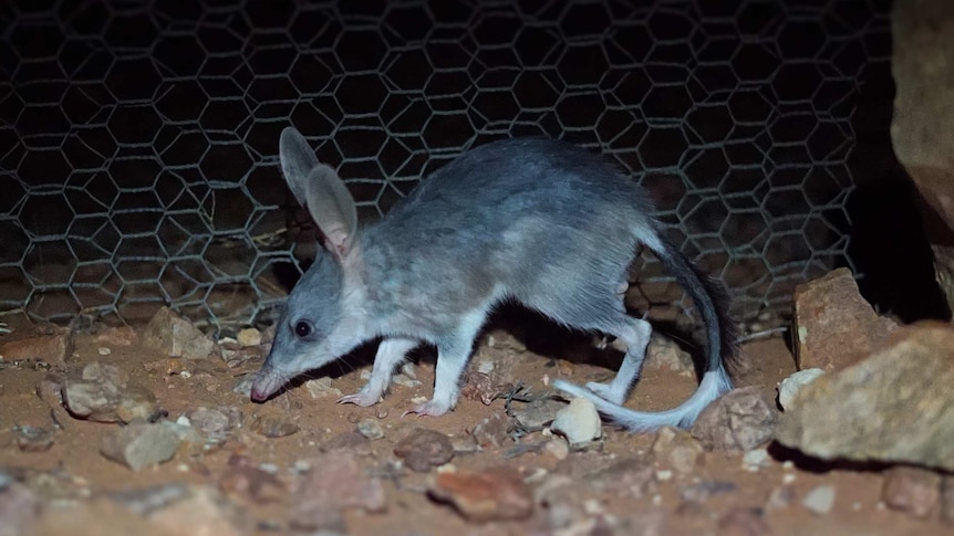 Arid Recovery has re-established bilby populations