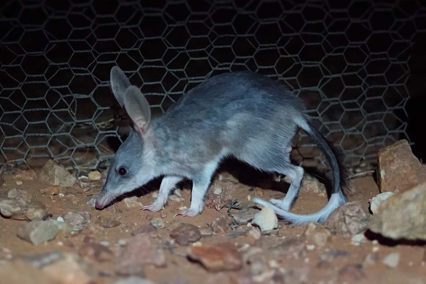 Grey furry bilby with long snout, tall ears and long tail sniffs the rocky ground in the darkness