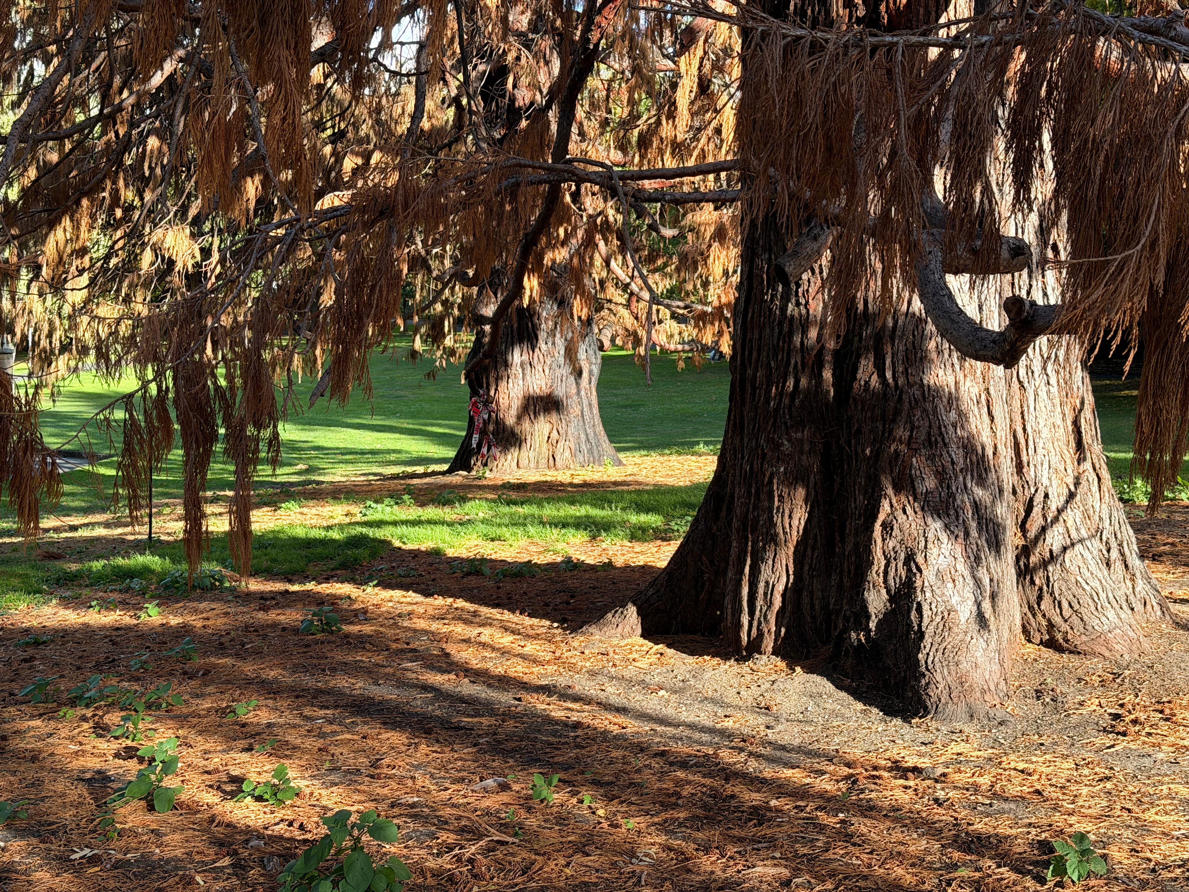 Troncos inferiores de dos secuoyas gigantes muertas.