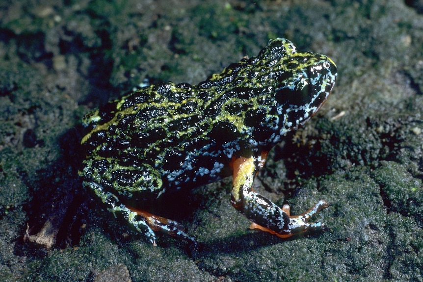 A black frog with yellow markings that looks like a small toad.