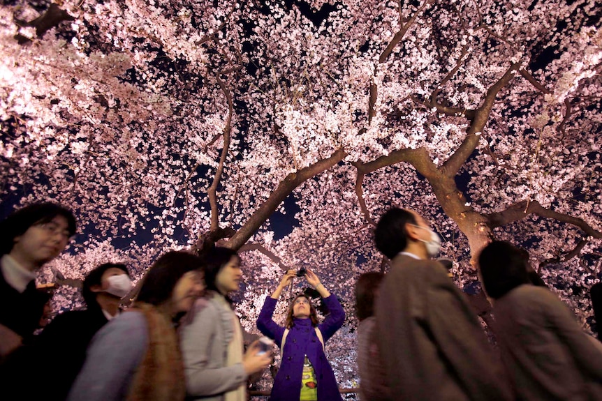 A woman takes a photograph of illuminated cherry blossoms in full bloom