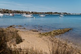 The shoreline of the Swan River in Bicton with boats on the water.