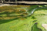 Bright green algae in river