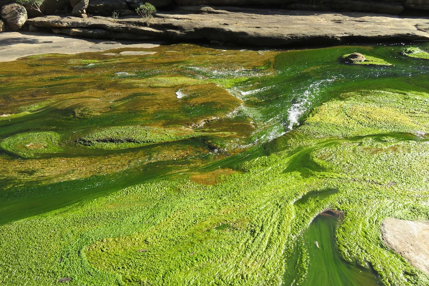 Bright green algae in river