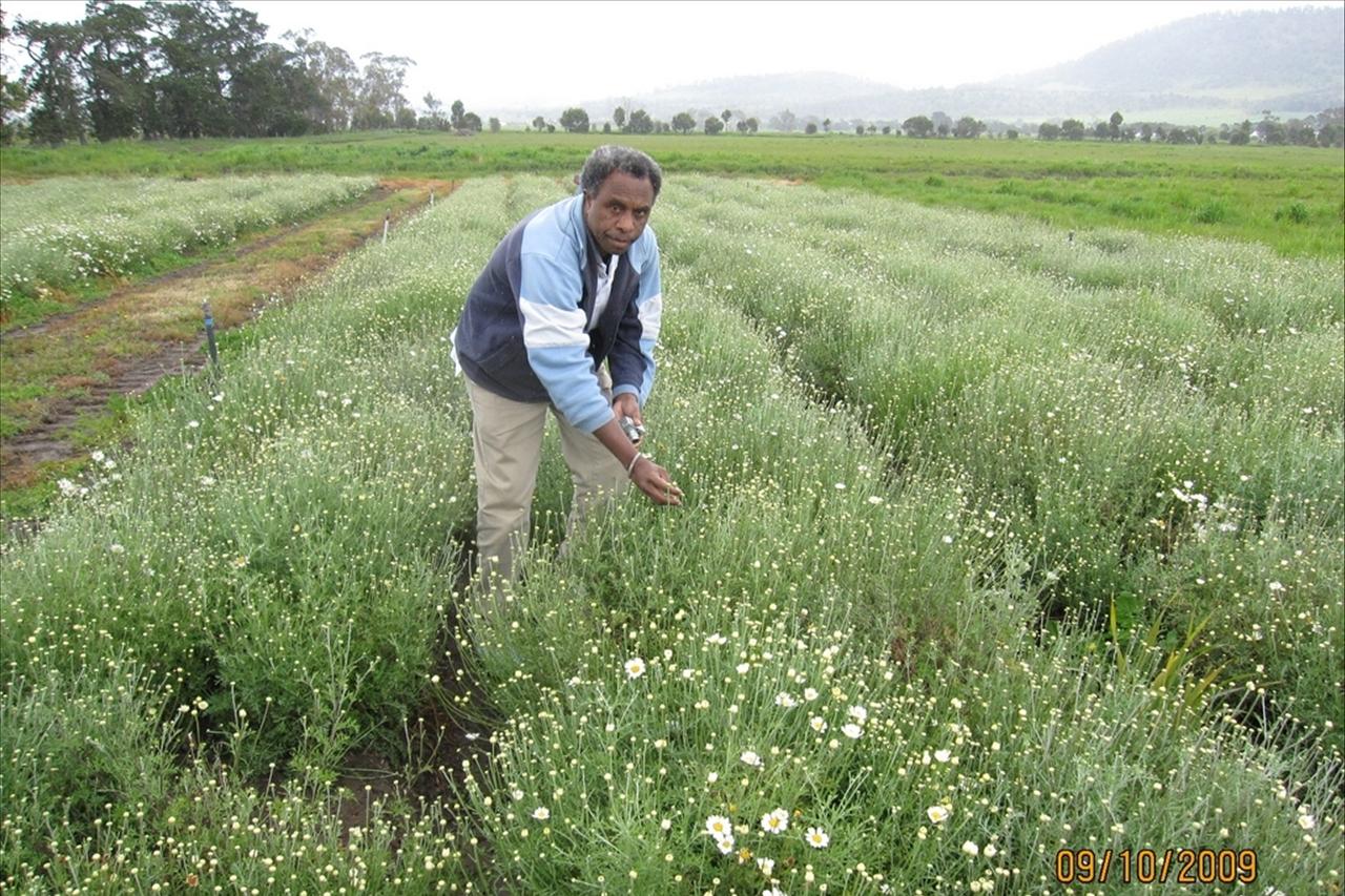 Insect repellent is attractive for farmer - ABC News