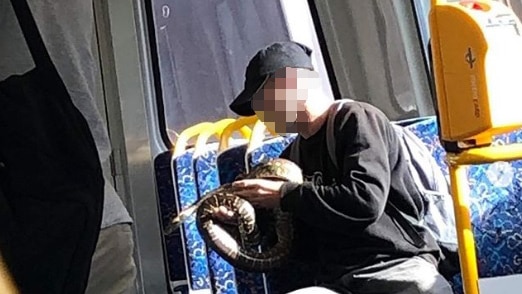 A man sitting on a suburban train holds a snake.