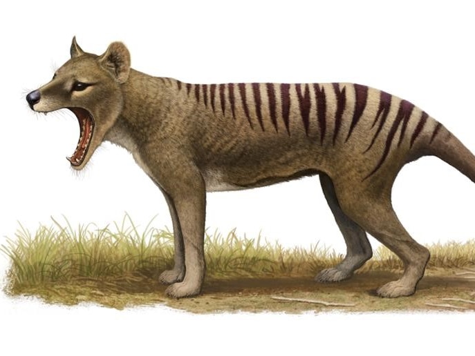 An illustration of a Tasmanian tiger with its mouth open.