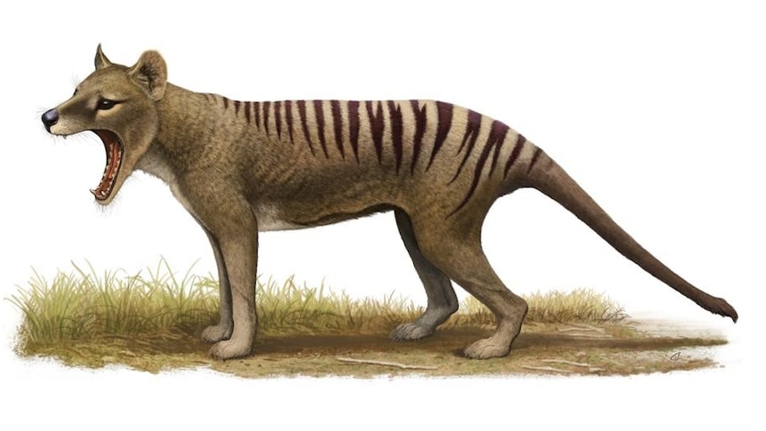 An illustration of a Tasmanian tiger with its mouth open.