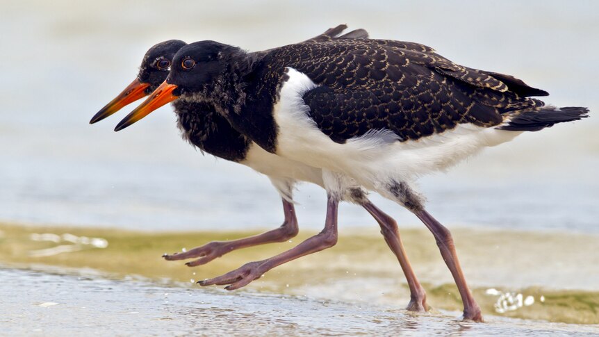 Two Pied Oystercatcher (Haematopus longirostris) fledglings step out together.