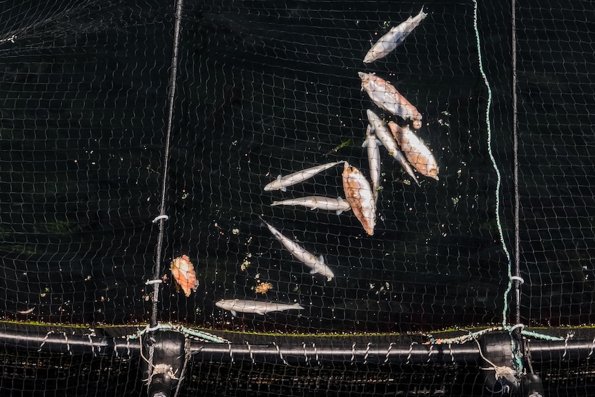 Ten dead fish float in water at an ocean fish farm.