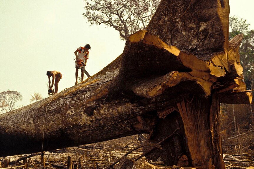 Workers cut down a large tree using chainsaw in the Amazon